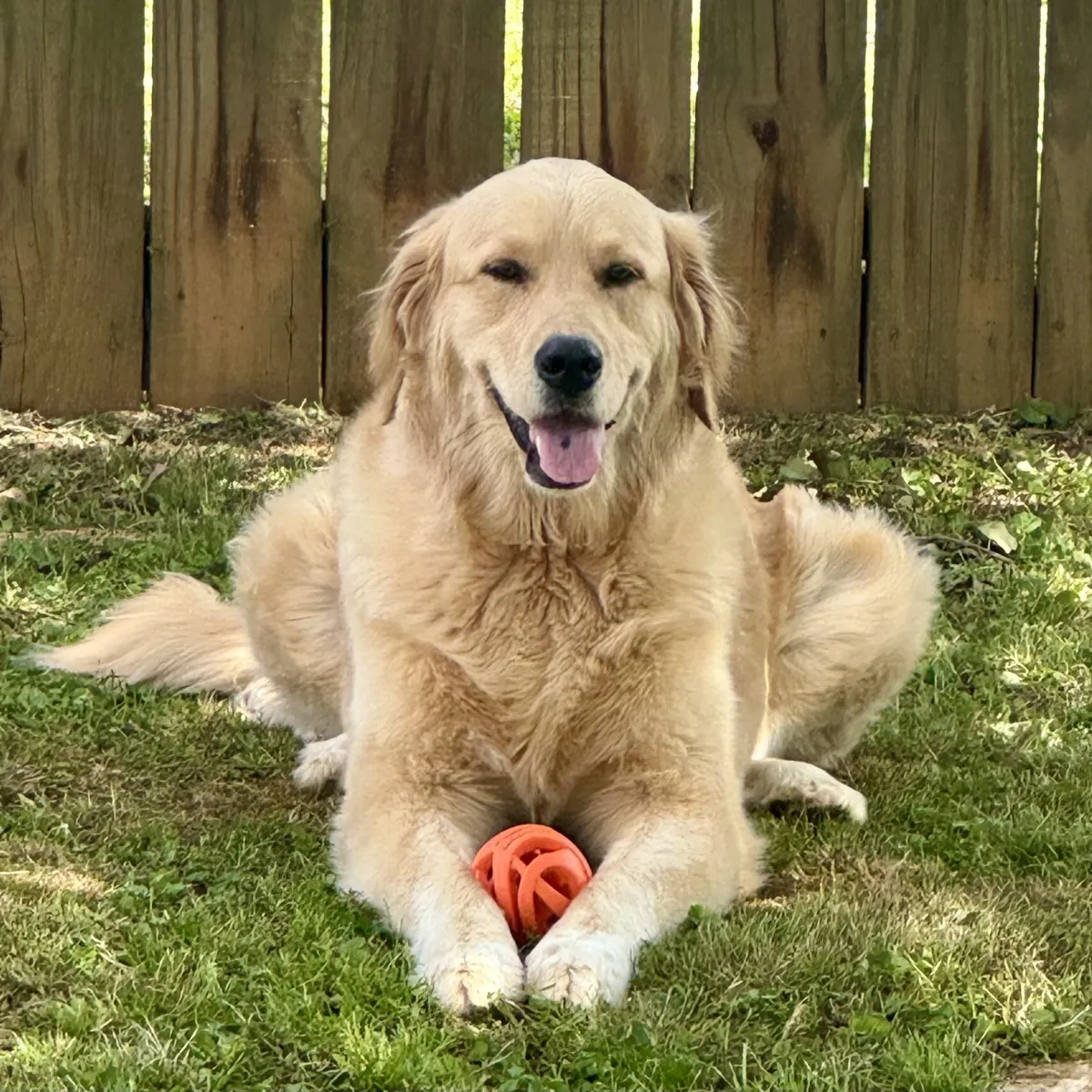 Josh Collier with Faith, his Golden Retriever